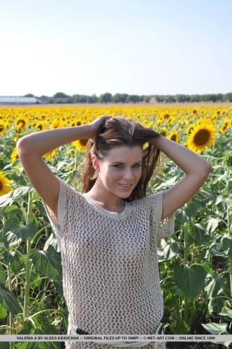 The Naked Body Of Cute Teen Valeria A Looks Great In The Sun Flowers Field on picsofsex.com